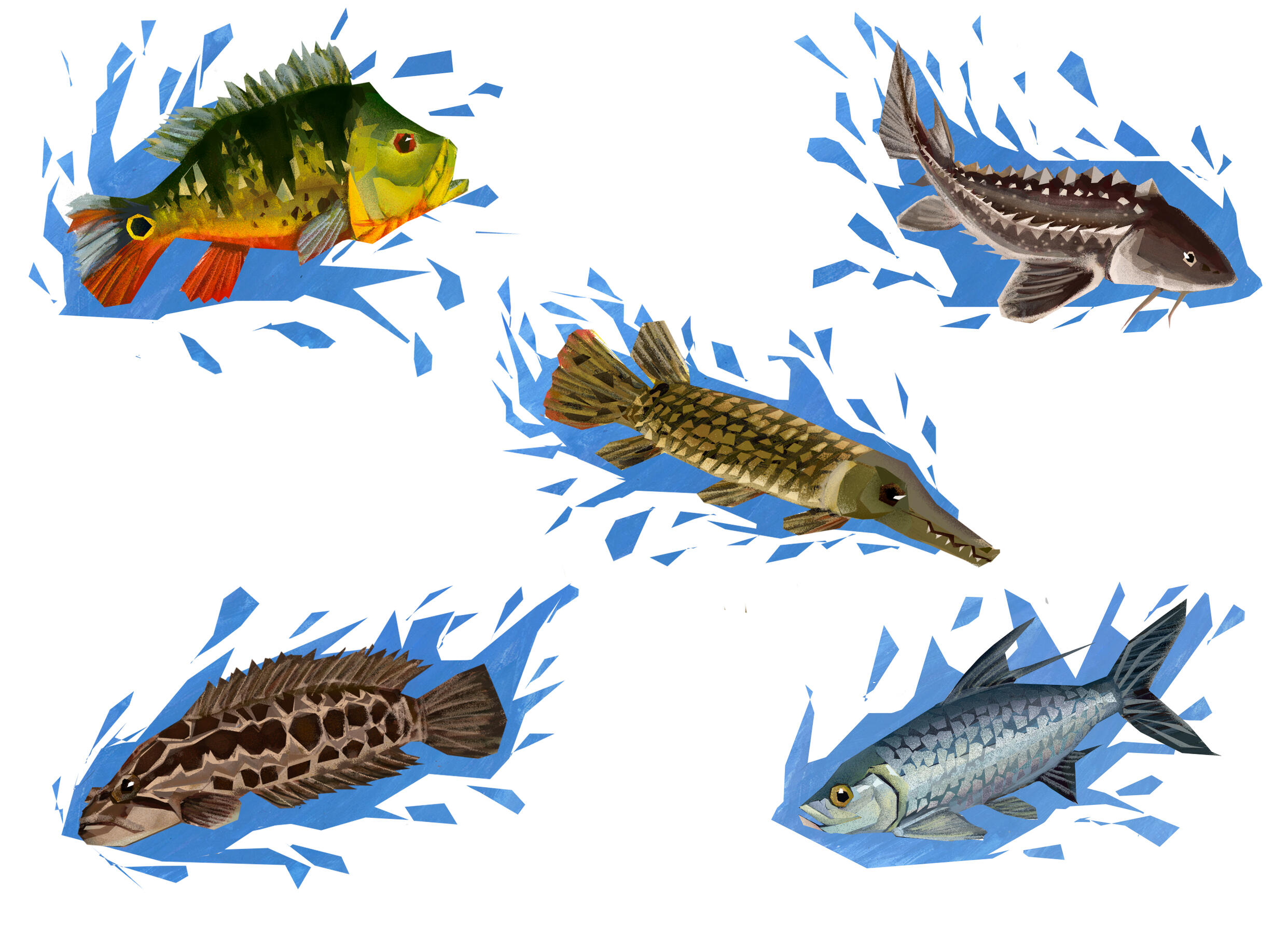 Fish Spot Illustration